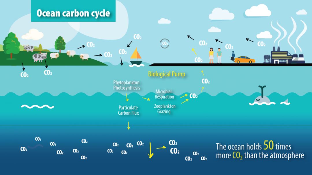 【数据】鲸鱼可以ccs:贮存大量二氧化碳!_全球