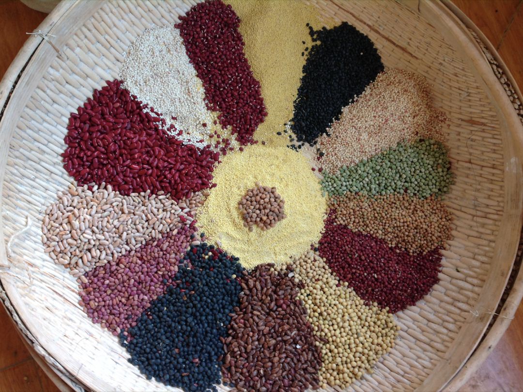 十多位种子达人,近百种老种子,一次性满足你对"种子"的所有好奇!