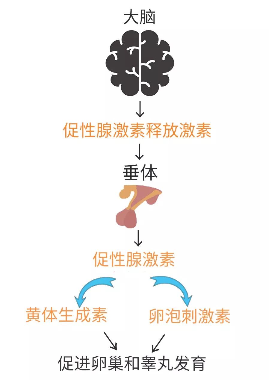 我们看看下图:青春发育源于大脑,大脑中的下丘脑