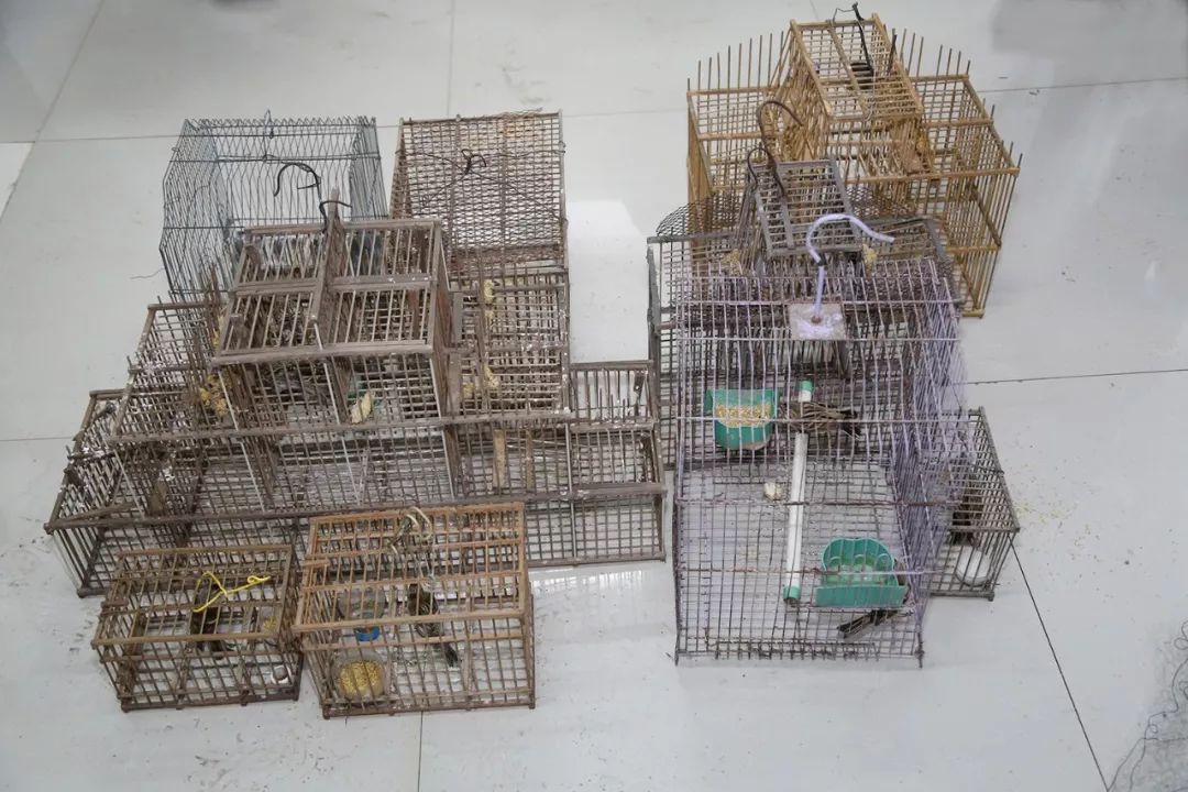 连破七案查获大量野生鸟类鹿产品野鸡哈市警方持续开展打击非法捕猎