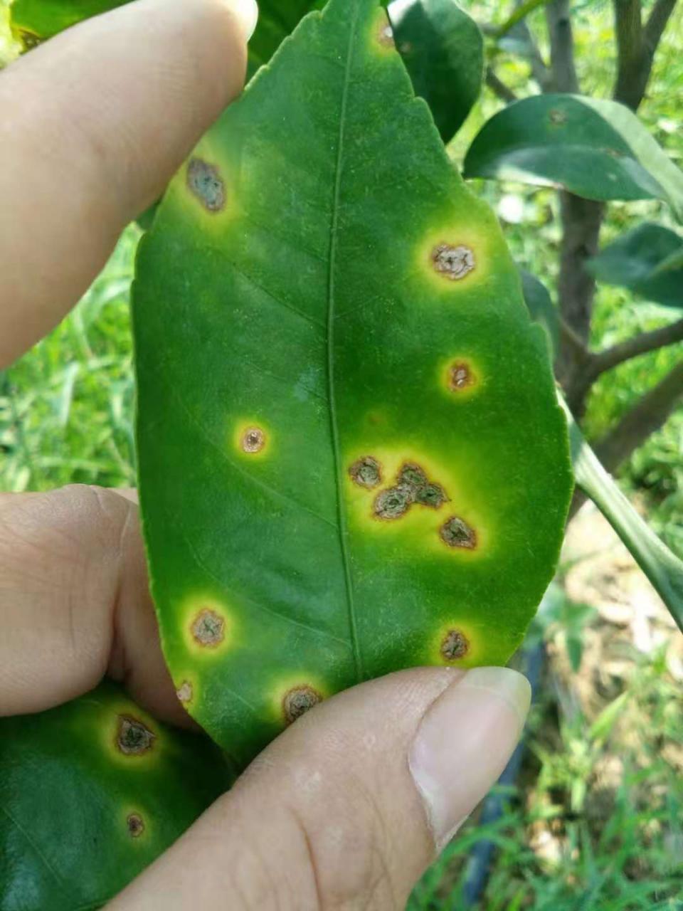 柑橘溃疡病难根治除铜制剂别无他法多项措施综合应用可防可控