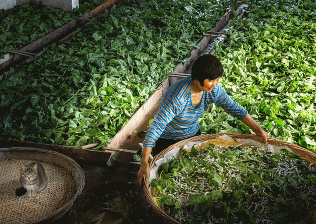 吴江蚕桑学校的老朋友请你快点看过来