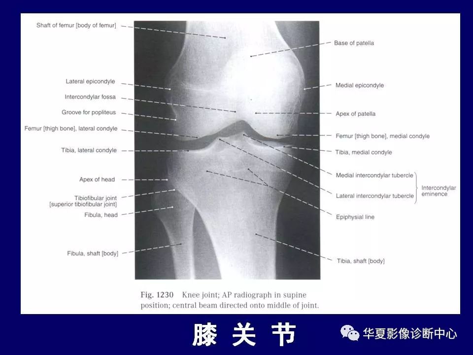 下肢的断层解剖