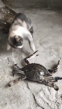 【搞笑gif图片】有些猫咪手脚比较闲 大螃蟹教你怎么做喵