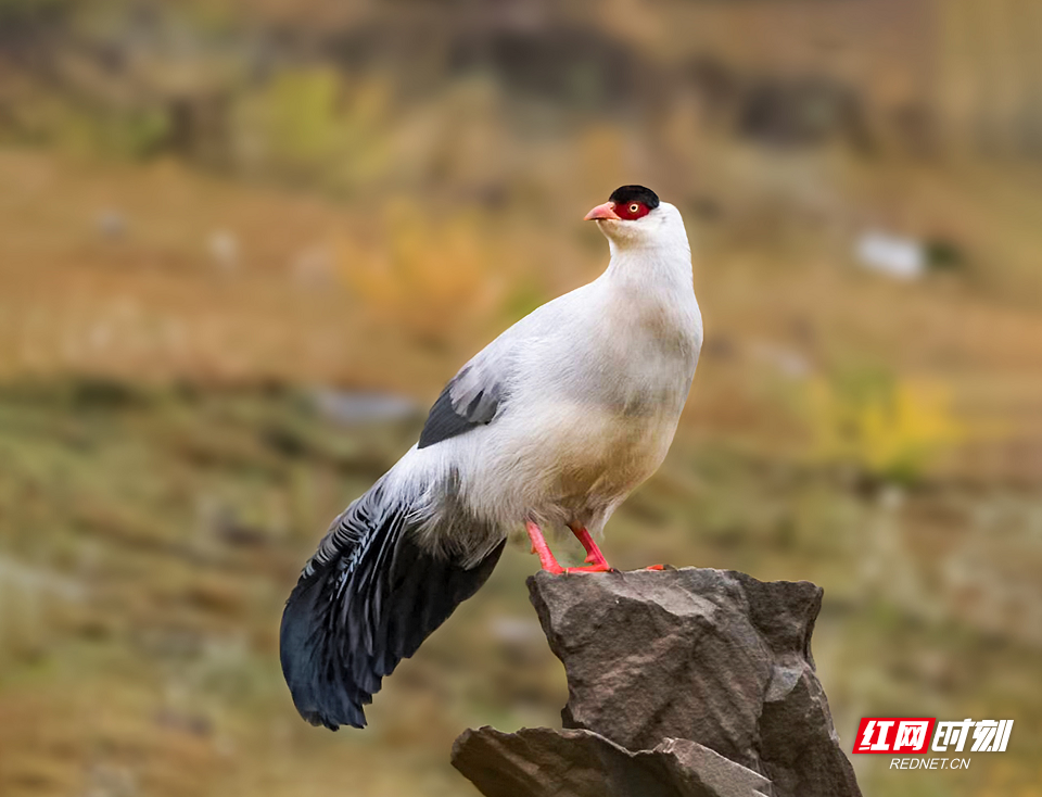 冬日观鸟⑧│中国独有的古老物种——白马鸡 有翅膀却不爱飞行