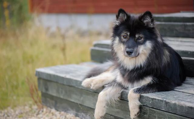 芬兰拉普猎犬幼犬图片