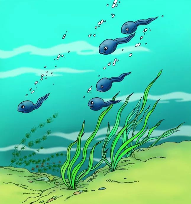 青蛙妈妈下的卵慢慢地都活动起来,变成一群大脑袋长尾巴的蝌蚪,他们在