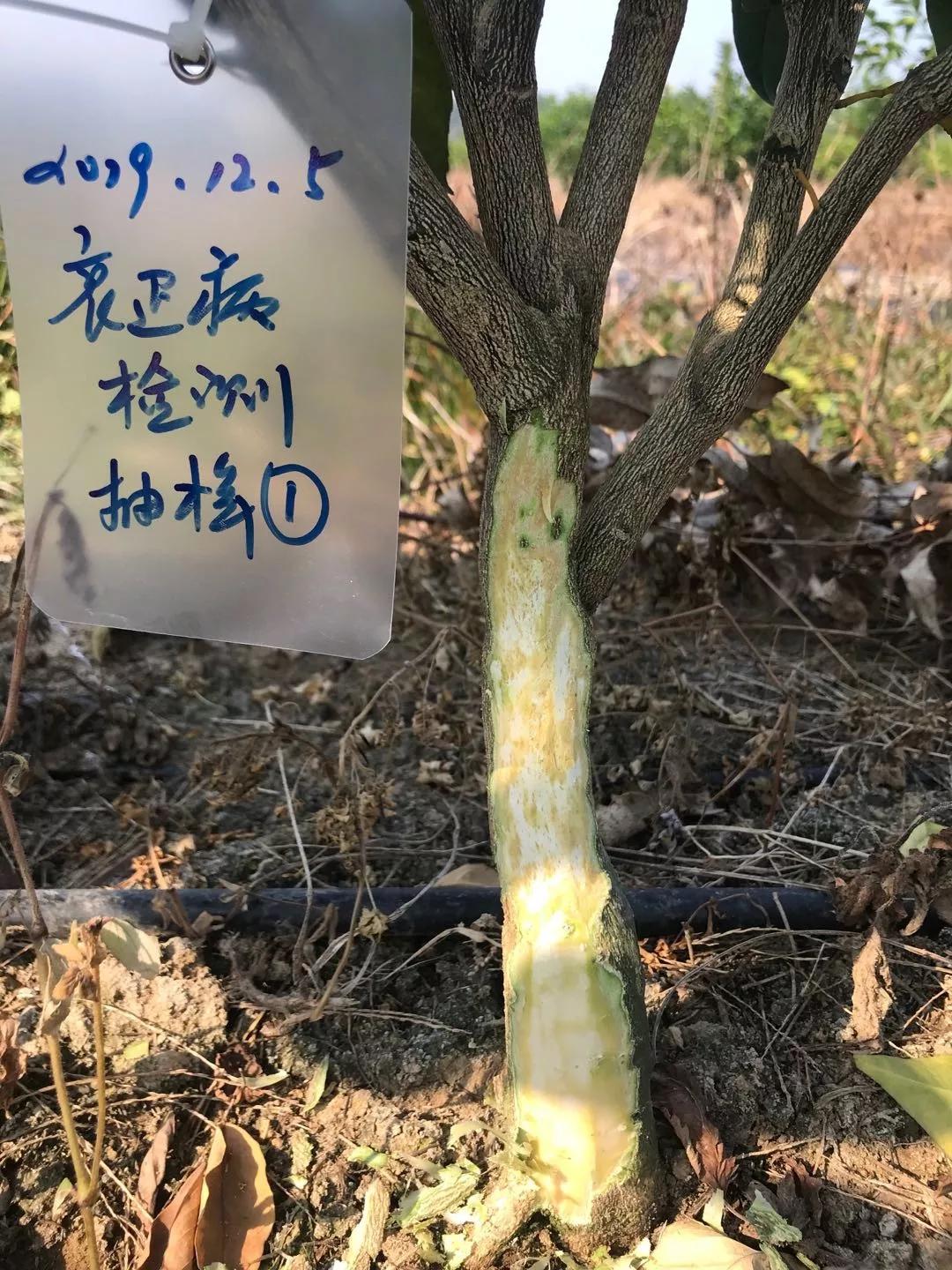 广西出现首例香橙砧木沃柑衰退病!柑橘出现这种黄化,一定要小心!