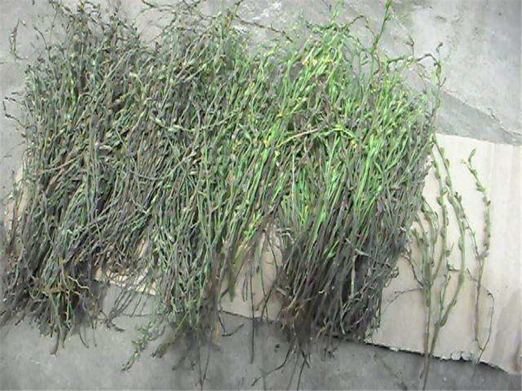 玉米地里也能长,一斤上千元,供不应求,农民却不敢种_草药