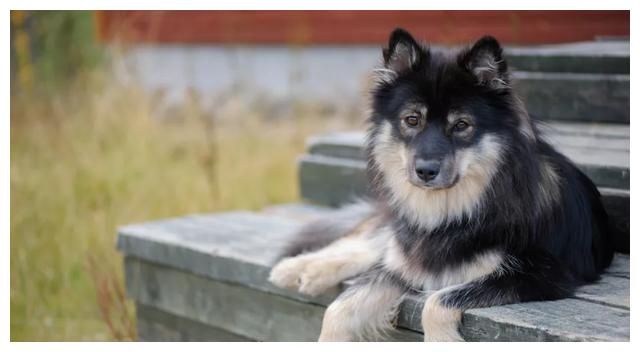 芬兰拉普猎犬:长得像中型的阿拉斯加犬,是能够狩猎驯鹿的狗狗