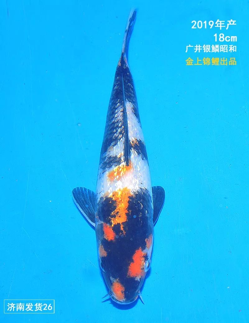 【金上微拍卖】金上锦鲤小当才昭和专场,今晚10点结束