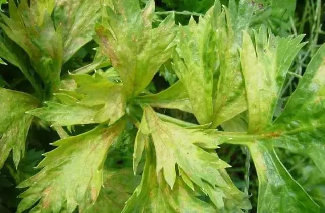 大棚番茄起棱了怎么办全国农药管理工作会议在京召开