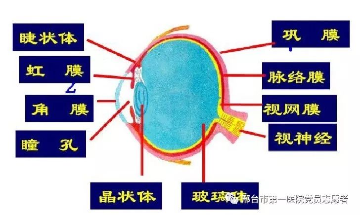 瞳孔观察的临床意义