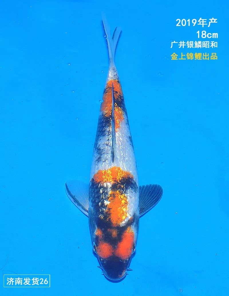 【金上微拍卖】金上锦鲤小当才昭和专场,今晚10点结束