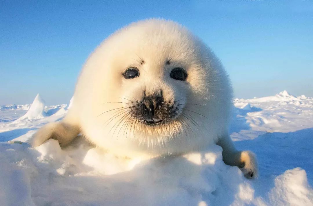 一头萌萌的北极小海豹(此图为幼年格陵兰海豹)寒风中的魅影北极的气温