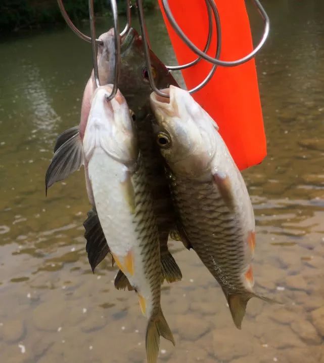 钓鱼人的梦幻鱼种军鱼中钩后水中剧烈翻滚说说我的钓法