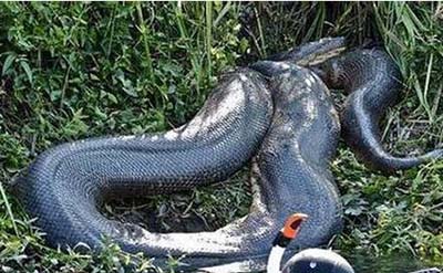 远古时期泰坦巨蟒之谜