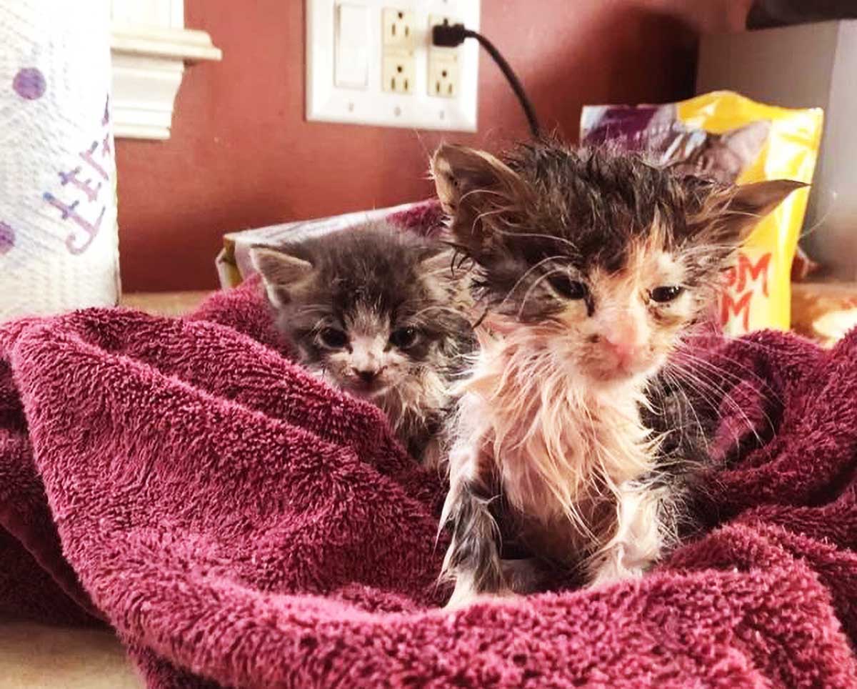 流浪猫吃饱后转身就跑但它回来后的一个举动让男子转怒为喜