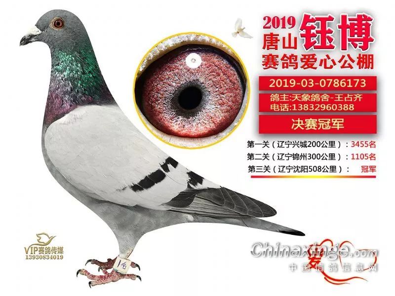 爱心与实力兼备唐山钰博公棚冠军鸽鉴赏