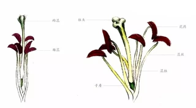 百合花的雌雄蕊图图片