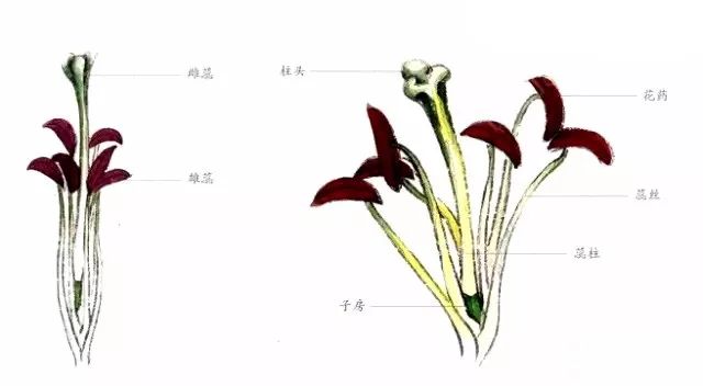 百合花纵剖图图片