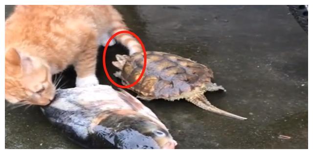 喵星人正准备美滋滋的吃着鱼,突然一只大王八袭来,猫:莫挨老子