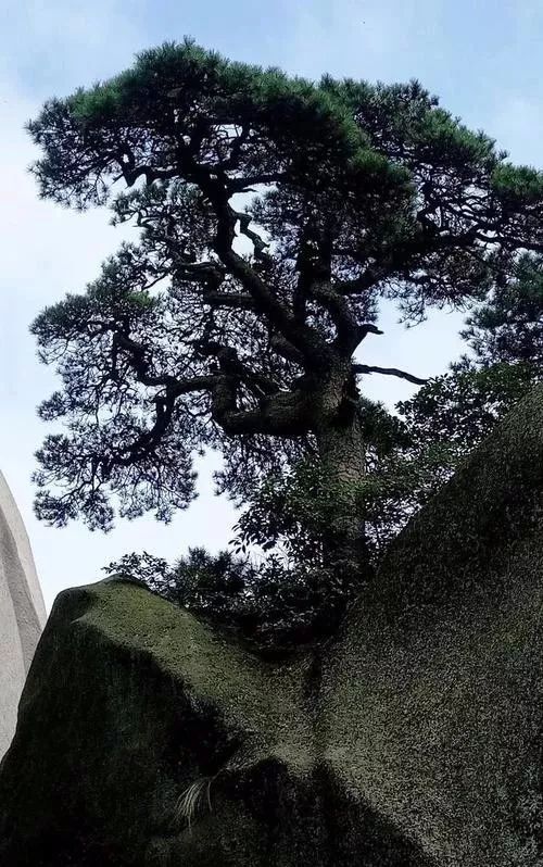 你见过千年松树开花吗真是太美了