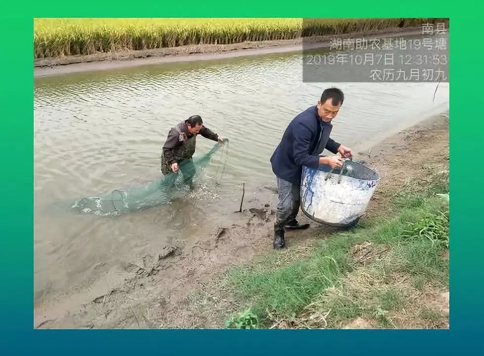 孕晚期梦到螃蟹和龙虾_孕妇做梦梦到螃蟹龙虾_孕妇梦见螃蟹和龙虾