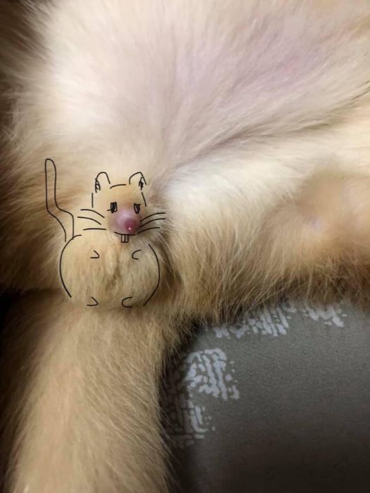 未成年猫猫被迫做了十八禁主播!背后的真相竟然是…_小鸡