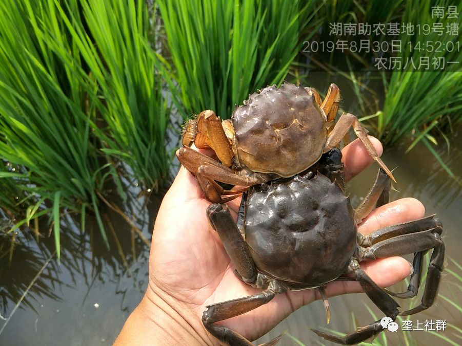 孕晚期梦到螃蟹和龙虾_孕妇梦见螃蟹和龙虾_孕妇做梦梦到螃蟹龙虾