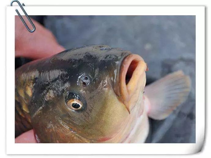 鱼对气味的喜好以及冬季腥味饵料使用注意细节_鲫鱼