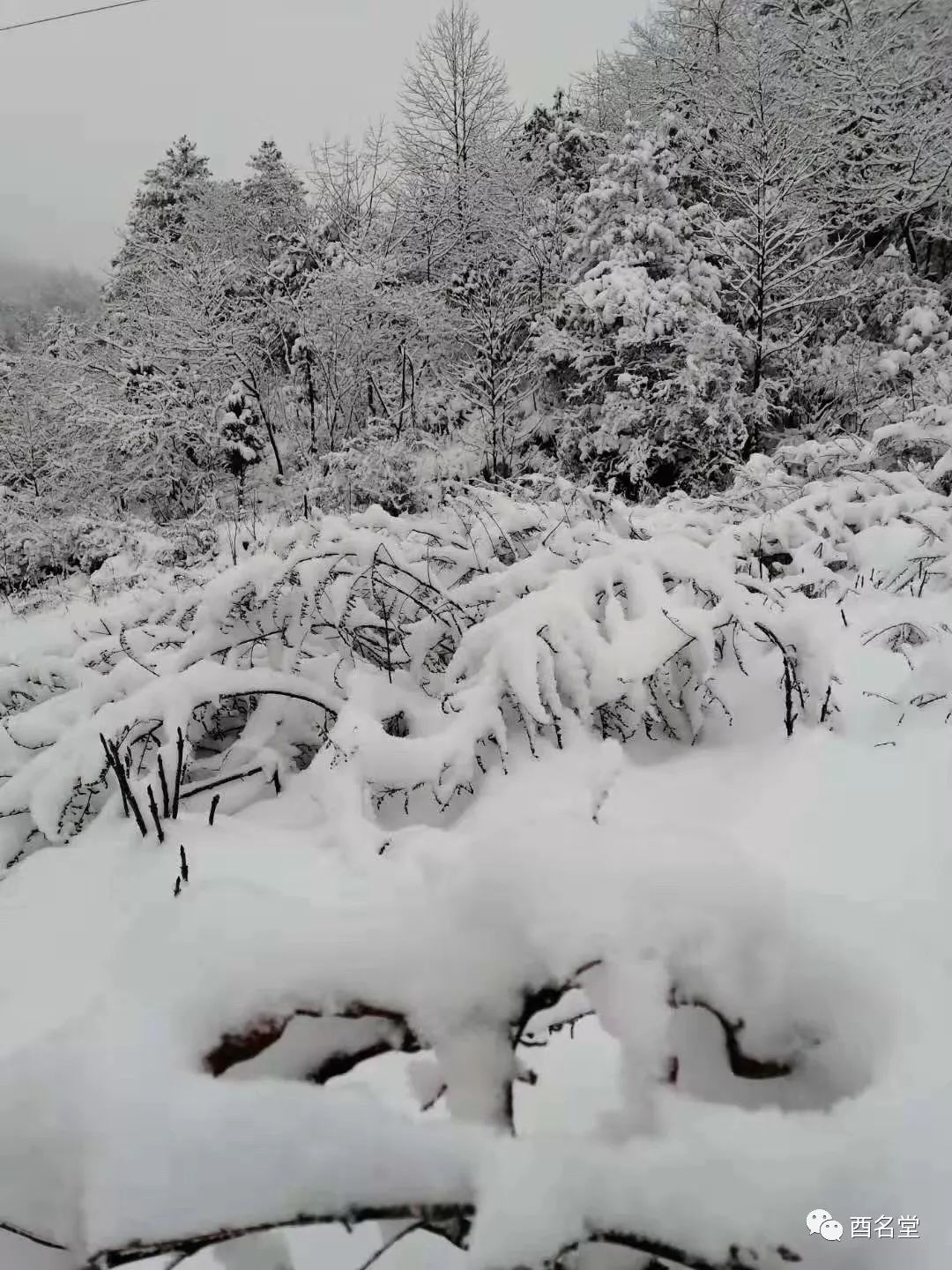 绵阳吴家后山下雪图片
