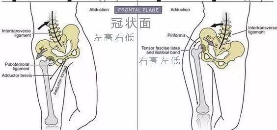 骨盆左高右低矫正图解图片