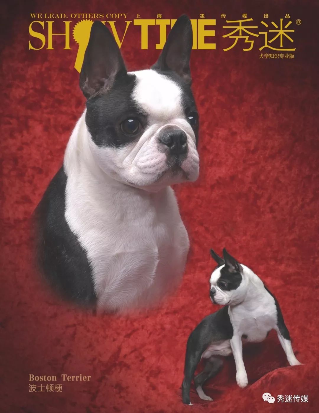 —波士顿梗犬恪尽职守犬展摄影二十世纪六十年代的