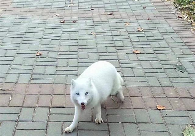 原创白狐现身校园闲逛还以为是学校特色了解后才知道被放养的原委