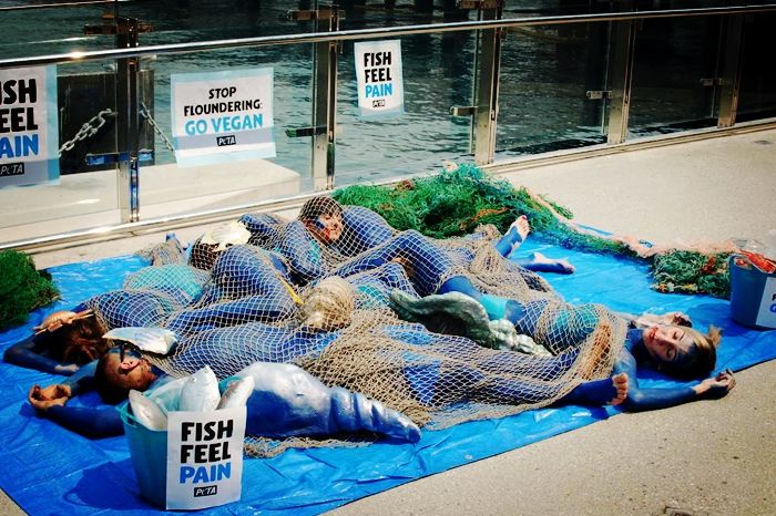 原创悉尼素食主义者抗议海鲜节在码头搞行为艺术鱼是能感到疼痛的