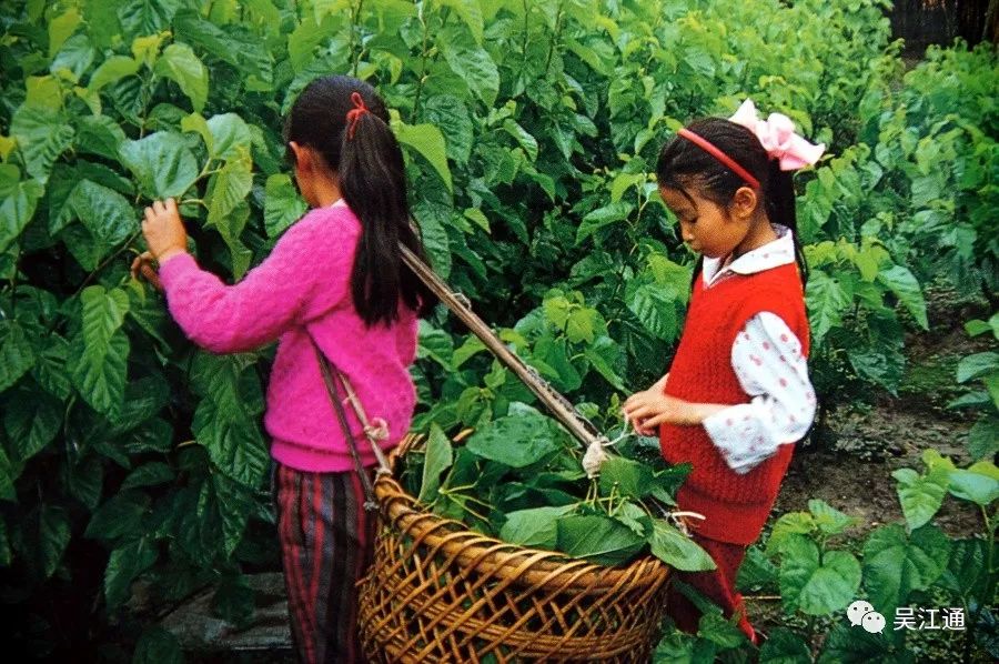 采桑叶这些学员后来都成为了吴江蚕桑工作的技术骨干,在各乡镇公社