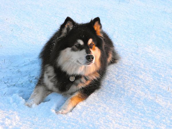 原創芬蘭拉普獵犬長得像中型的阿拉斯加犬是能夠狩獵馴鹿的狗狗