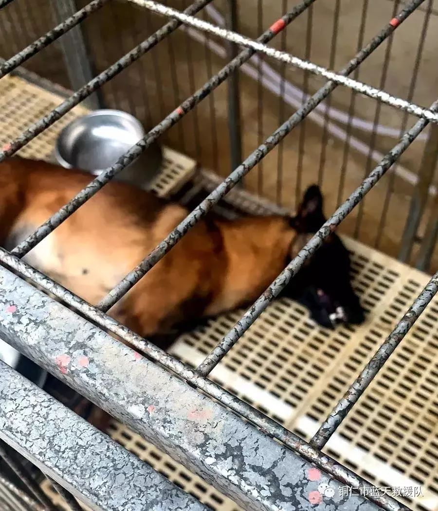 这两只搜救犬为比利时搜救马犬,一只2周岁,一只3周岁,平时的主要任务