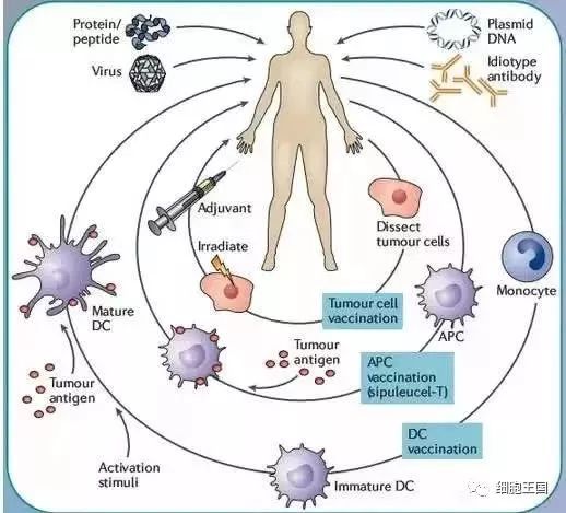 腫瘤免疫療法示意圖義無反顧,鞠躬盡瘁的免疫細胞免疫細胞與各路病原