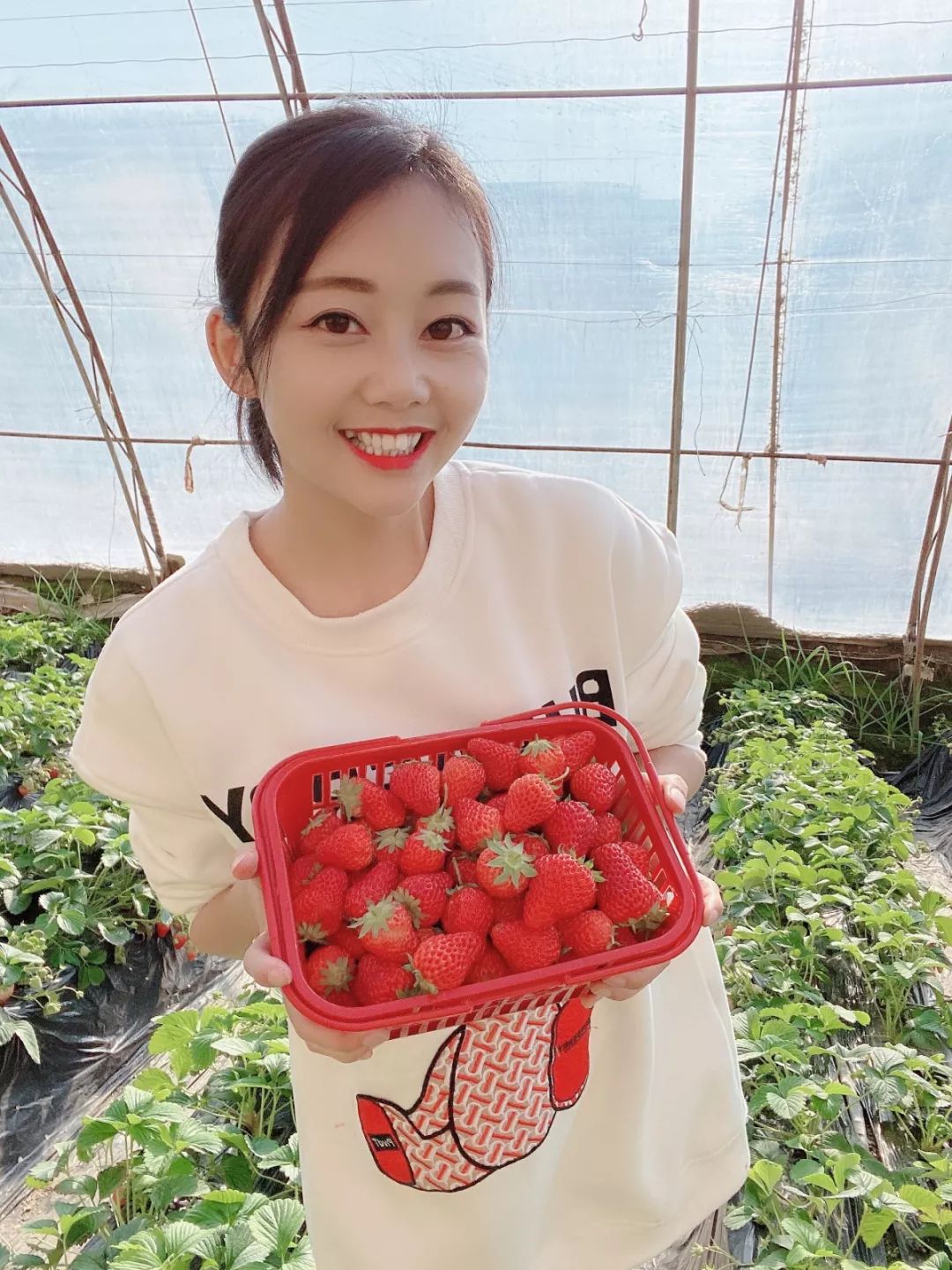 延安姬蜂堂农业发展有限公司开启草莓认领模式,真正体验自己采摘模式