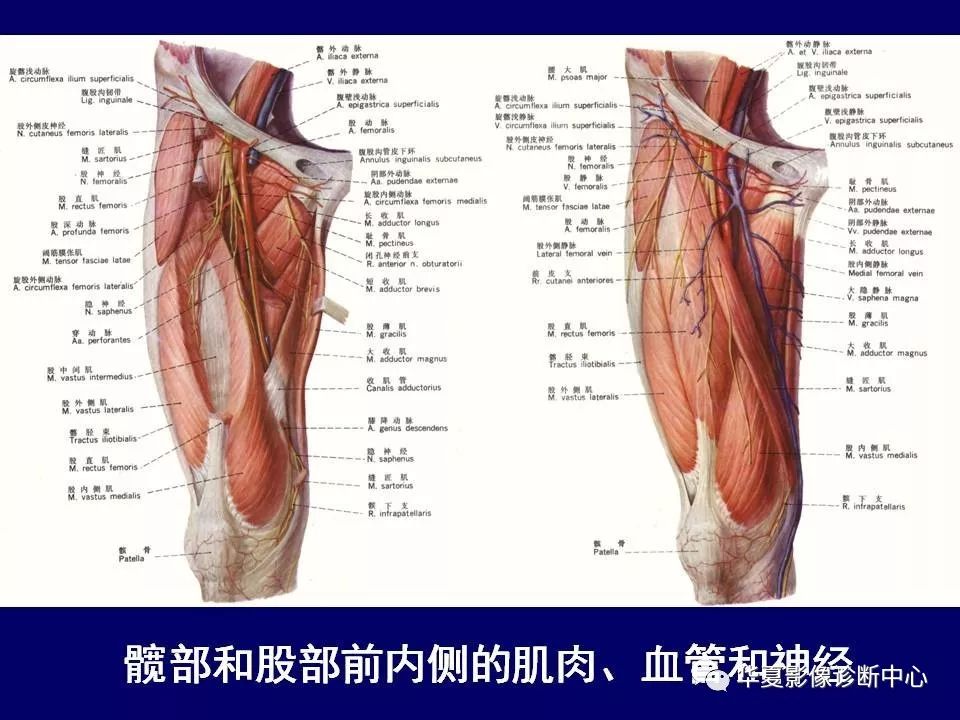 大腿肌肉横断面解剖图图片