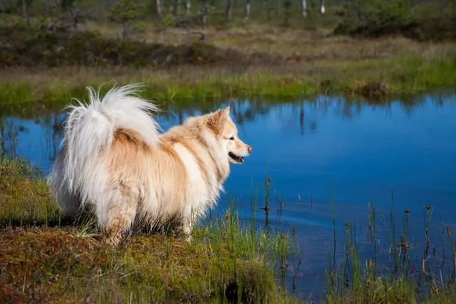 芬兰拉普猎犬:长得像中型的阿拉斯加犬,是能够狩猎驯鹿的狗狗
