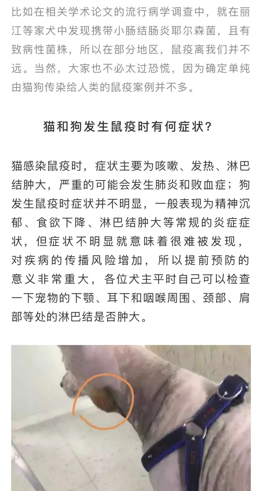 鼠疫知识鼠疫和猫狗有关系吗猫狗被传染有什么症状呢