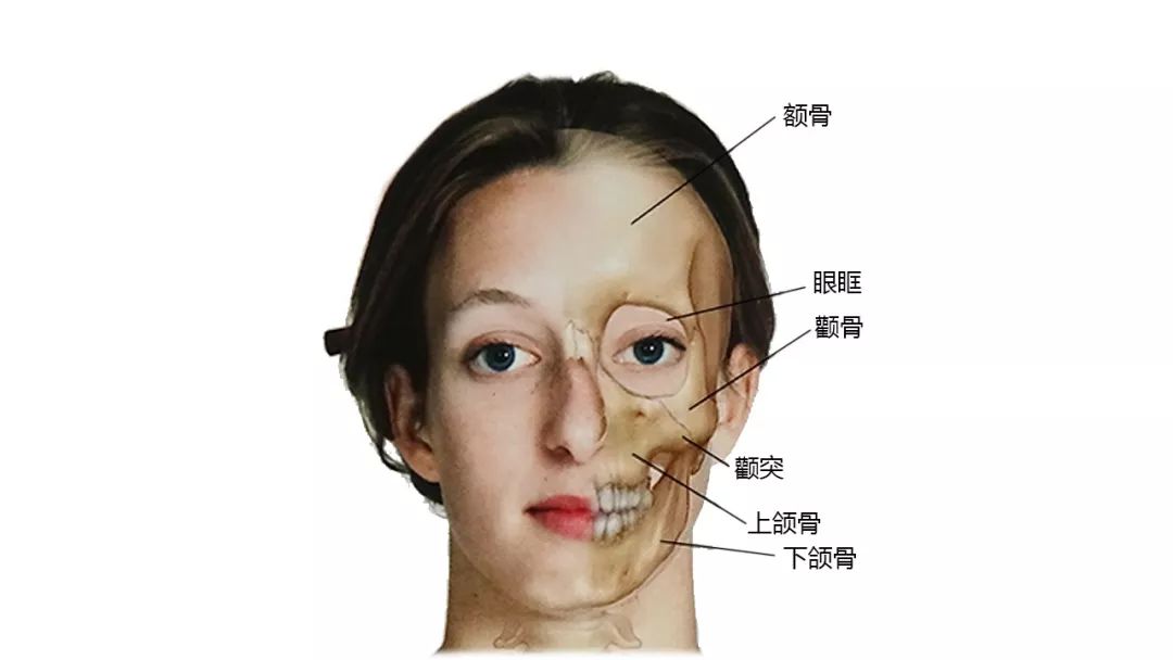 超全27張高清解剖圖帶你認識頭面頸部骨骼及肌肉名稱珍藏