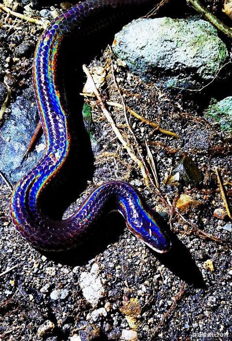 斗鱼知名主播蛇哥因发现闪鳞蛇惹出麻烦被质疑作假博取直播效果