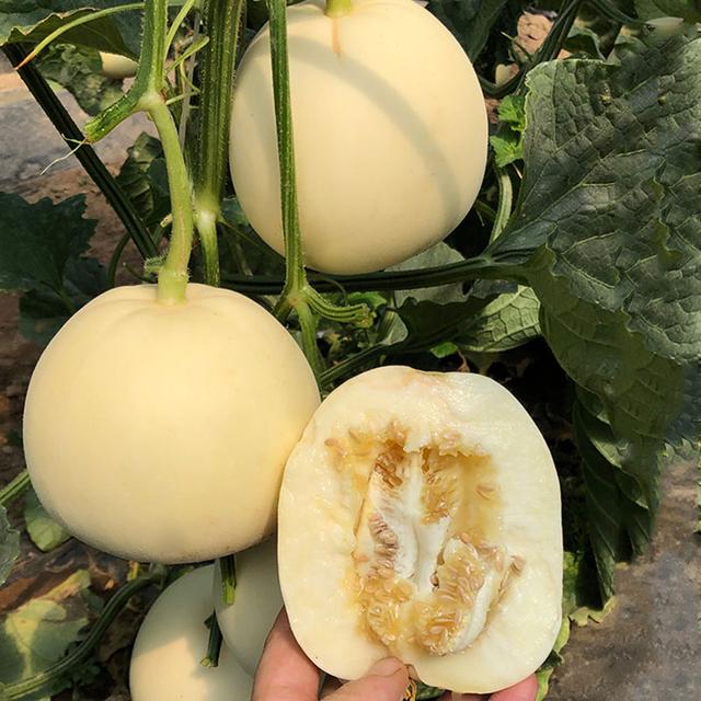 这个甜瓜品种太棒了强健抗病栽培容易产量特高农户试种下