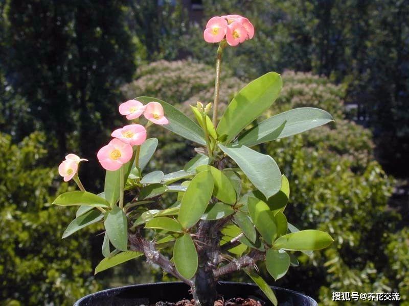 原創極其耐旱耐曬的虎刺梅屬於懶人植物可還有人養不好