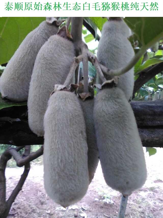 华特猕猴桃在福建省寿宁县引种表现及关键栽培技术