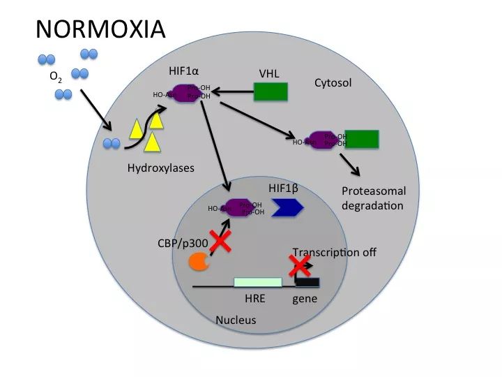 在有氧的情况下,egln蛋白会被激活,并能使hif1-alpha的odd结构域羟基